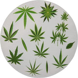 Novel Merk Marijuana Leaves 3 Inch Flat Refrigerator Magnet (Single Pack)